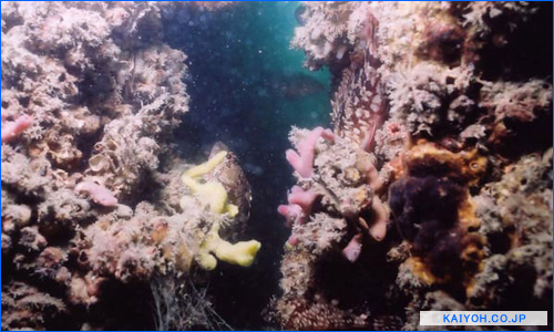 JF�V�F���i�[�X�̊J���E�����̑��A���ʋ��꒲�����s���C�m���݊�����Ђ̍��T�̈ꖇ�I