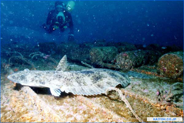 �O�y�[�W��