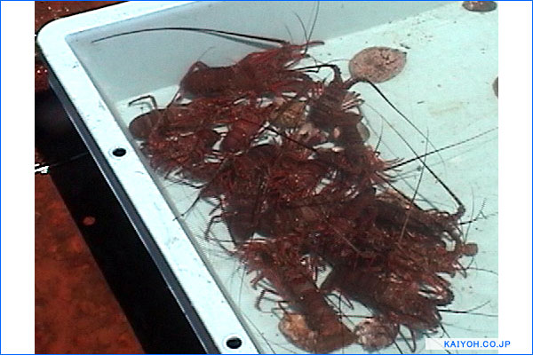 �O�y�[�W��