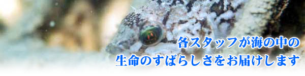eX^btC̒̐̂΂炵͂