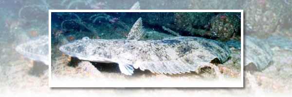 貝殻が微生物や小型動物の棲みかとなり、魚を育て、海を育みます。まさに、大自然の力です。